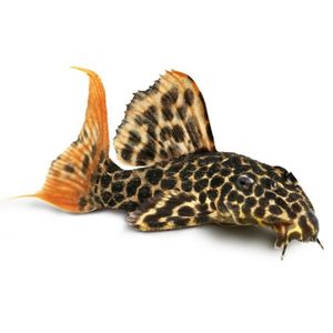 Alimentación de peces de fondo