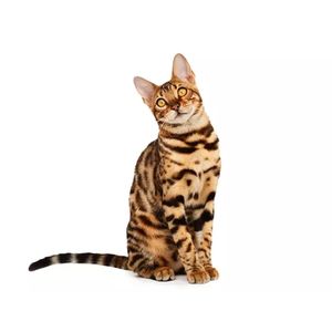 Gatos